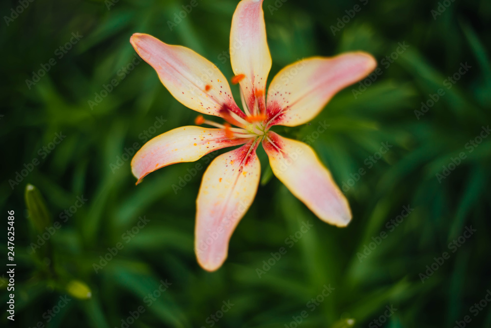 Fototapeta premium Beautiful lilies grow in the garden