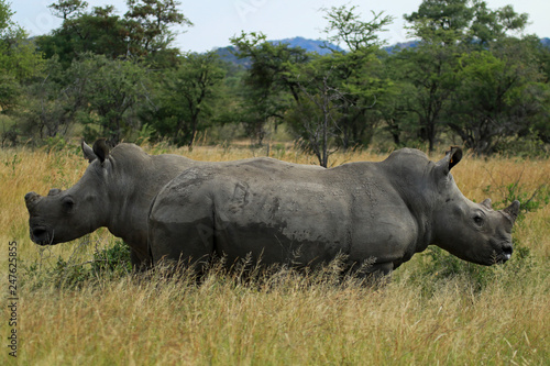 White rhino and calf  Matobo National Park  Zimbabwe
