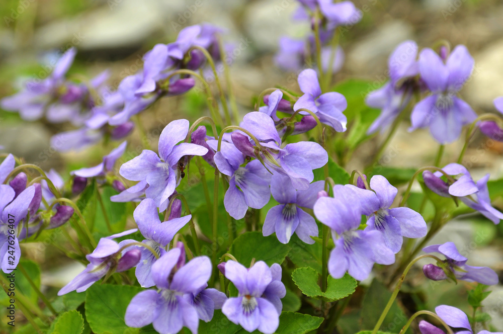 Spring flowering Viola sylvestris Spring flowering Viola sylvestris