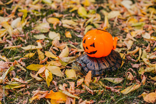 Wallpaper Mural red-eared turtle with a pumpkin on its back. Turtle on autumn leaves dragging a scary halloween pumpkin on its back Torontodigital.ca