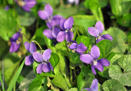 Spring flowering Viola sylvestris