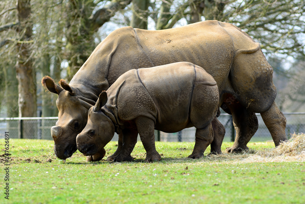Fototapeta premium Cute baby Greater One Horned Rhino with hiis mother