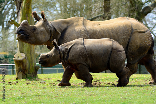 Cute baby Greater One Horned Rhino with hiis mother