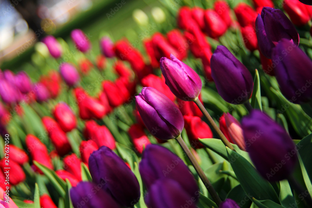 Tulip Time Tulip Time