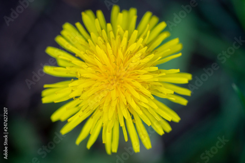 beautiful yellow dandelions close-up