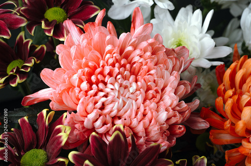 A bouquet of chrysanthemum flowers large and small coral  white and red. Floral background.
