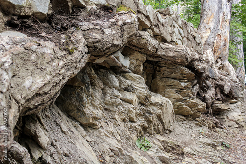 Roots intertwined with stones.