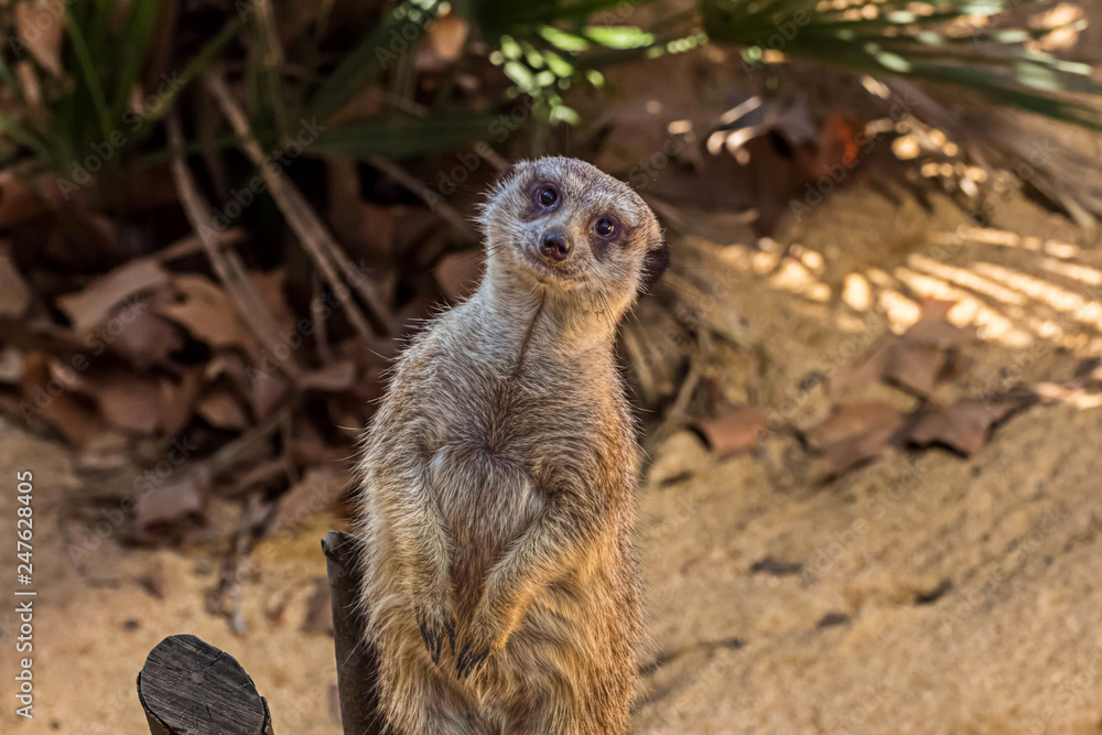 Meerkat Meerkat
