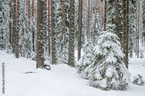 Firs and pines in the forest after snowfall