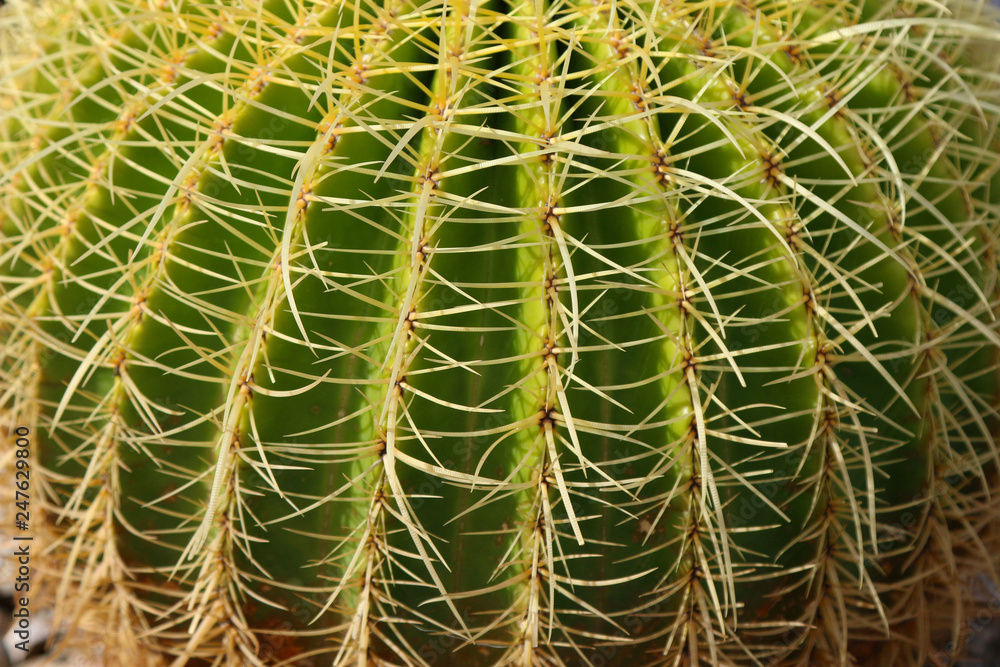 Cactus details 