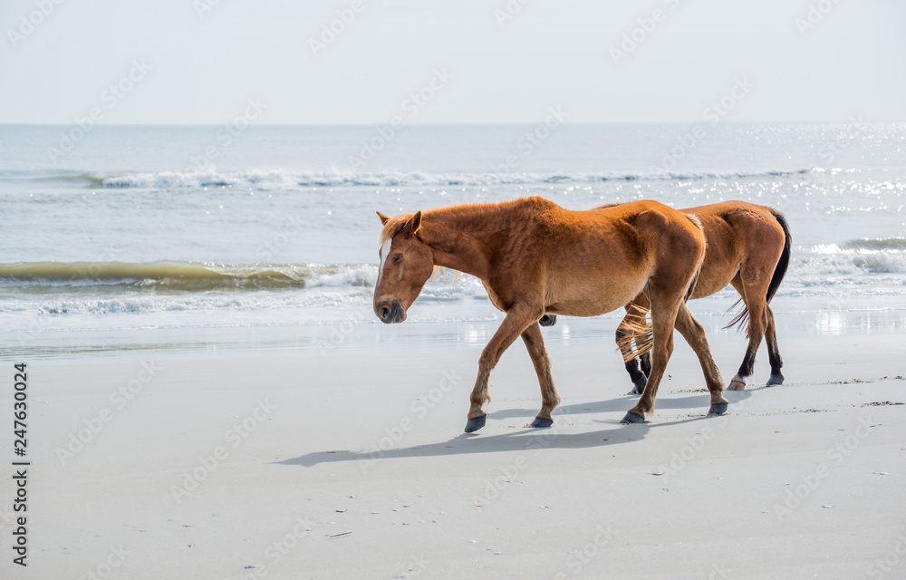 Ever After Photography animal image Ever After Photography animal image