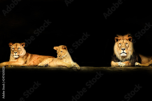 Lion's family on the black background