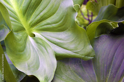 Calla Lilly Leaves