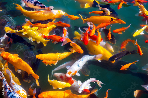 Colorful Koi Carps close-up in the Black Dragon Pond in Lijiang, China