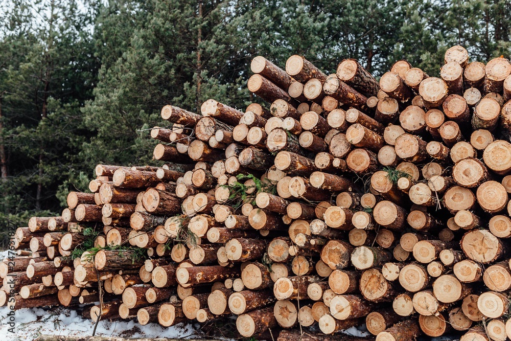 piled logs of felled pine trees, spruce.