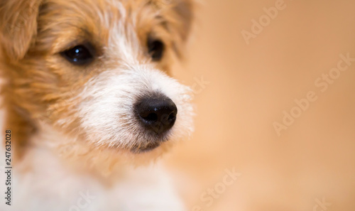 Nose of a cute jack russell pet dog, web banner with copy space