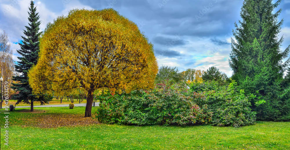 Golden willow tree Salix  fragilis Globosa in autumn city park