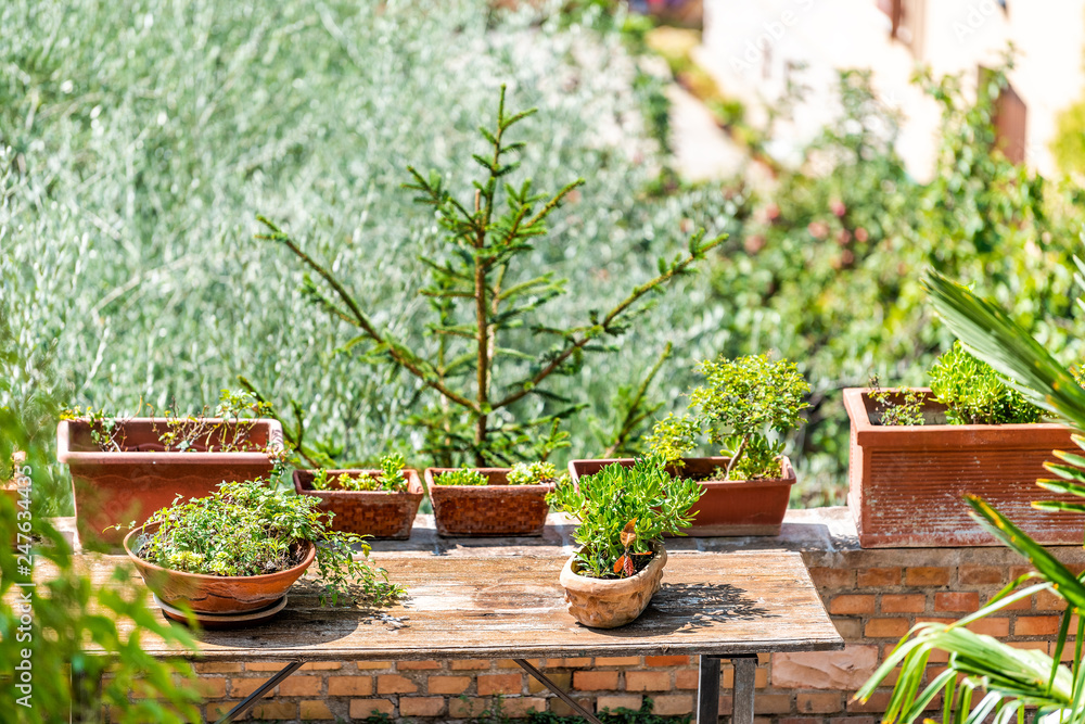 Assisi, Italy town or village city in Umbria closeup of green garden plants pots decorations on sunny summer day with nobody architecture on terrace balcony patio building