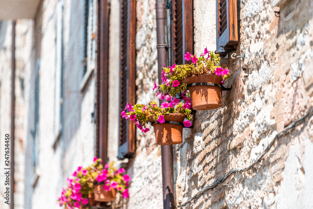 Assisi, Italy town or village city in Umbria closeup of window and pink flower pots decorations on sunny summer day with nobody architecture Assisi, Italy town or village city in Umbria closeup of window and pink flower pots decorations on sunny summer day with nobody architecture
