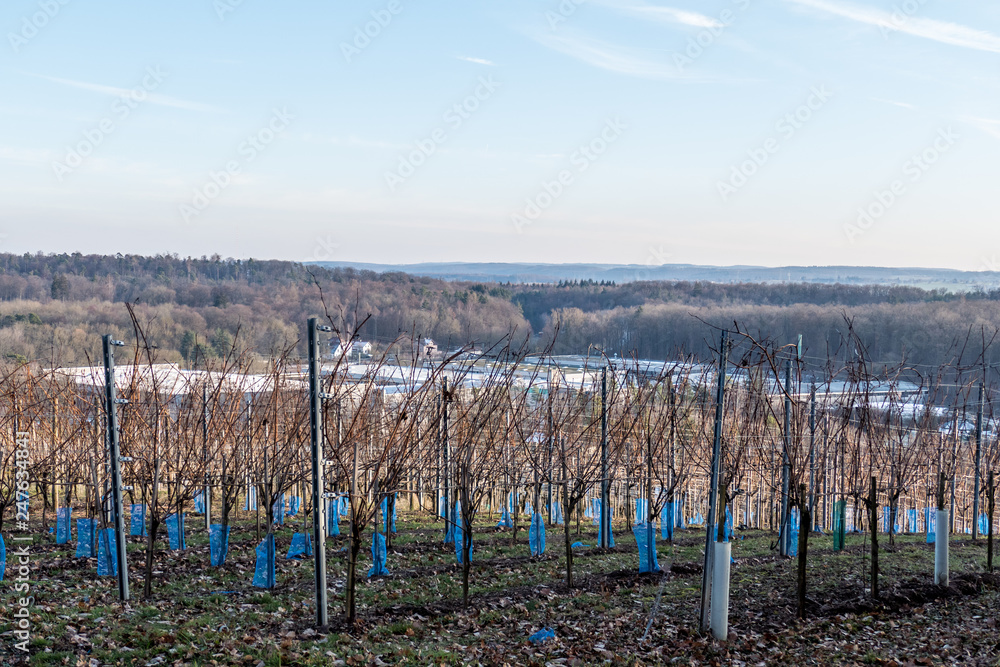 Obraz premium Weinberg im Winter