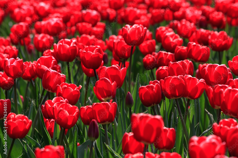red tulips with green leaves in bright sunlight red tulips with green leaves in bright sunlight