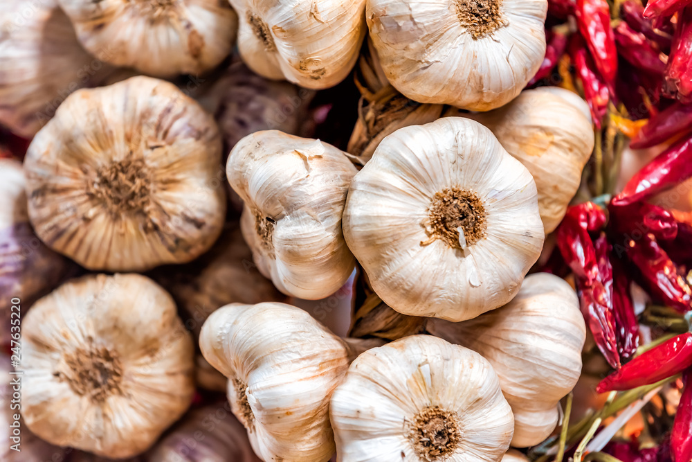Closeup of many garlic bulbs hanging tied with dried chili peppers in Florence Italy central market showing detail and texture Closeup of many garlic bulbs hanging tied with dried chili peppers in Florence Italy central market showing detail and texture