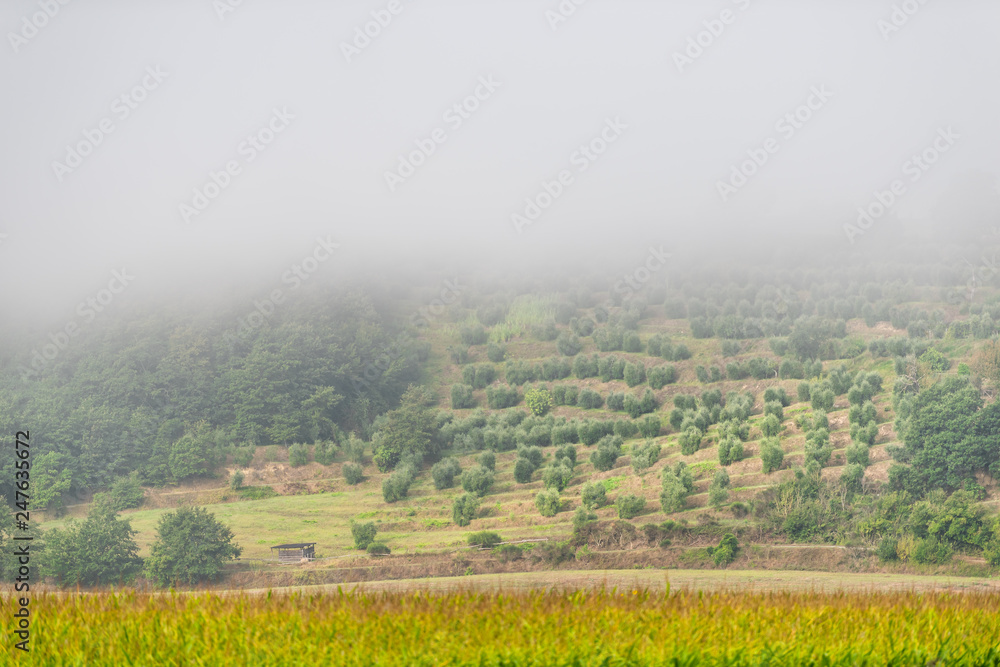 Countryside field in Umbria, Italy with farmland meadow shed on hill and corn stalks in morning sunrise fog mist with olive grove farm