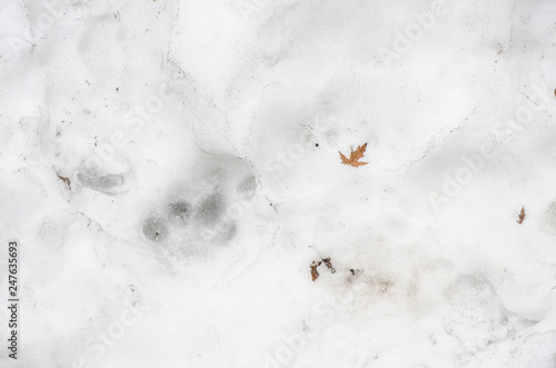 Traces of Tiger on the white snow in winter