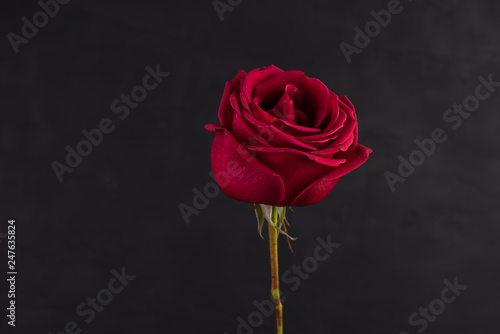 Fototapeta Naklejka Na Ścianę i Meble -  Red rose closeup foto isolated on black background