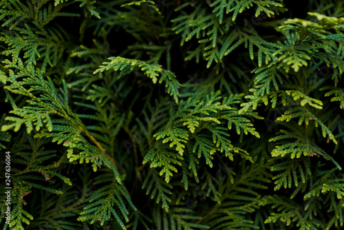 Closeup of Beautiful green christmas leaves of Thuja trees on green background. Thuja twig, Thuja occidentalis is an evergreen coniferous tree. Platycladus orientalis,  also known as Chinese thuja, Or © di_ryan