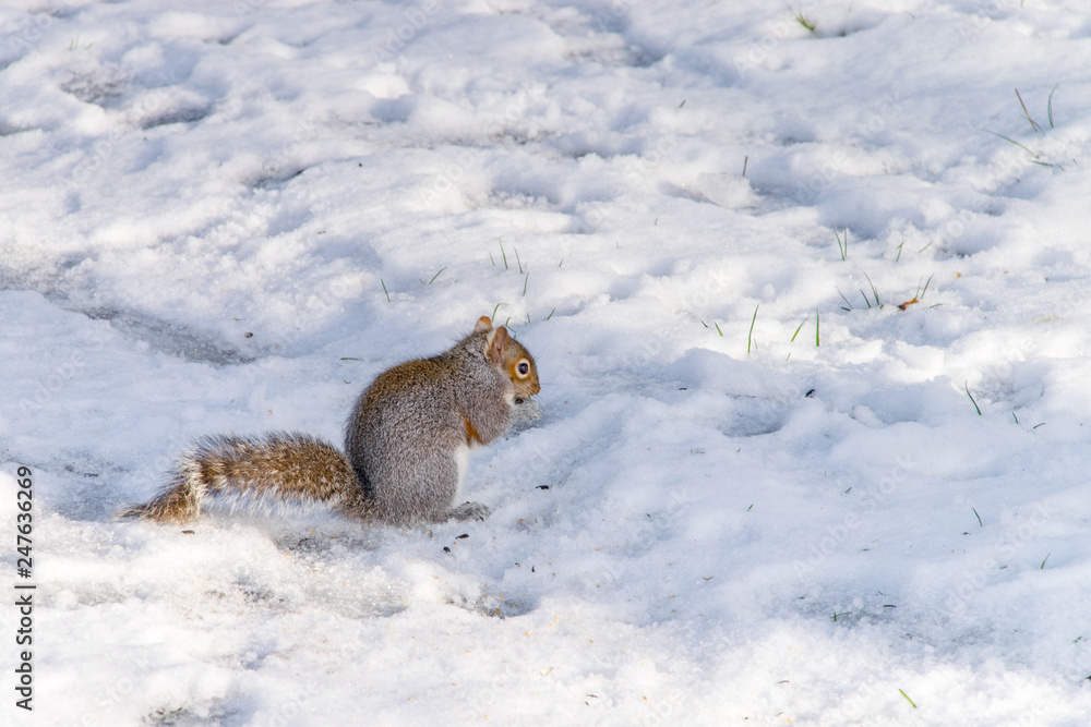 Sefton Park in winter with squirrel in the snow Sefton Park in winter with squirrel in the snow
