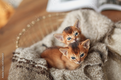 Two red striped kittens in a basket photo