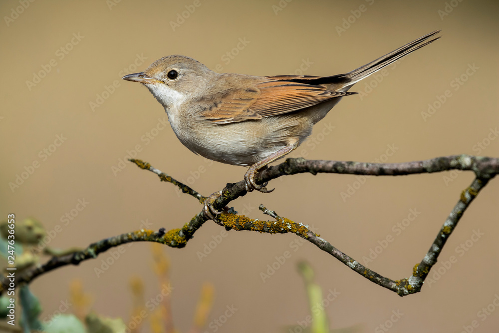 The common whitethroat (Sylvia communis) perched on a twig The common whitethroat (Sylvia communis) perched on a twig