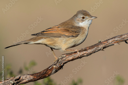 The common whitethroat (Sylvia communis) perched on a twig