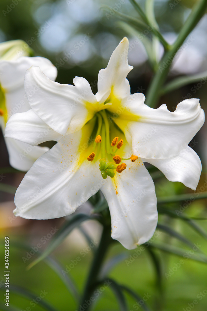 White-yellow lily on green background White-yellow lily on green background