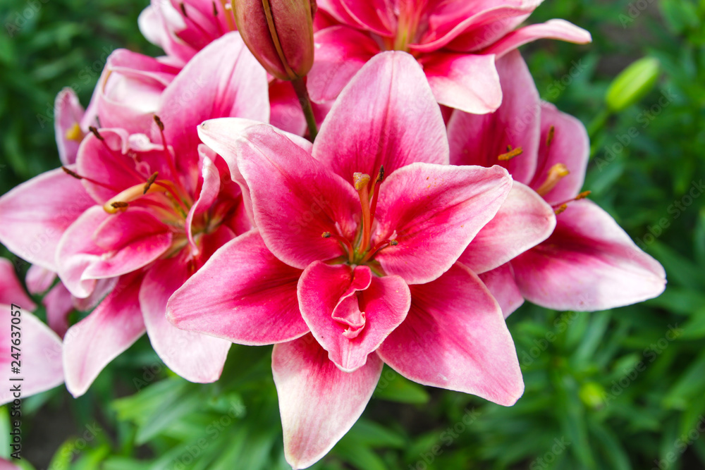 Red and white lilies on green background Red and white lilies on green background