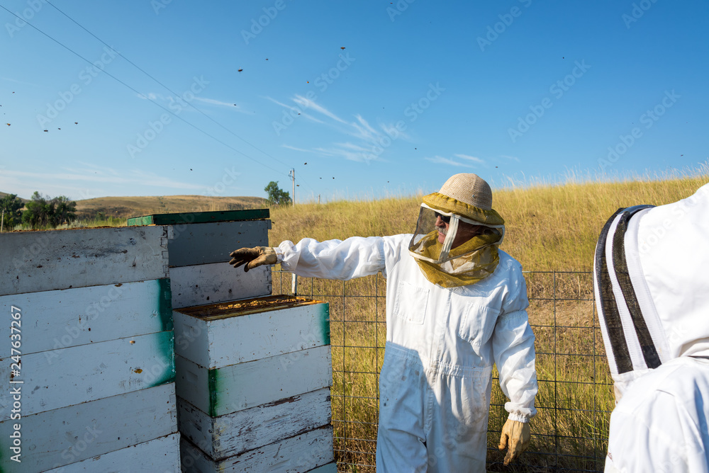 Beekeeper Working in a Bee Yard Beekeeper Working in a Bee Yard