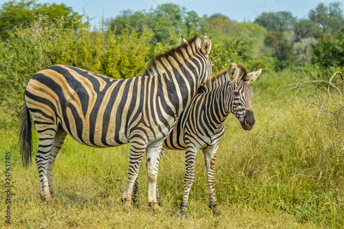 Two cute Burchell s Zebra loving in a game reserve grazing on green savannah under blue sky on a hot summer day