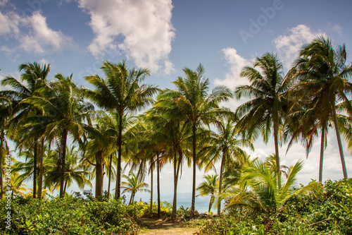 palm trees on beach