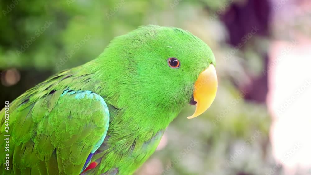 4k Colorful Eclectus Male Green Parrot looking to the camera and blinking. Close up. 4k Colorful Eclectus Male Green Parrot looking to the camera and blinking. Close up.