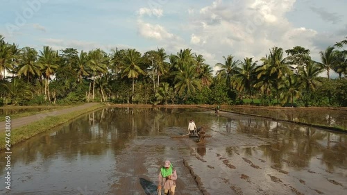 Rice field being prepared for planting with carabao photo