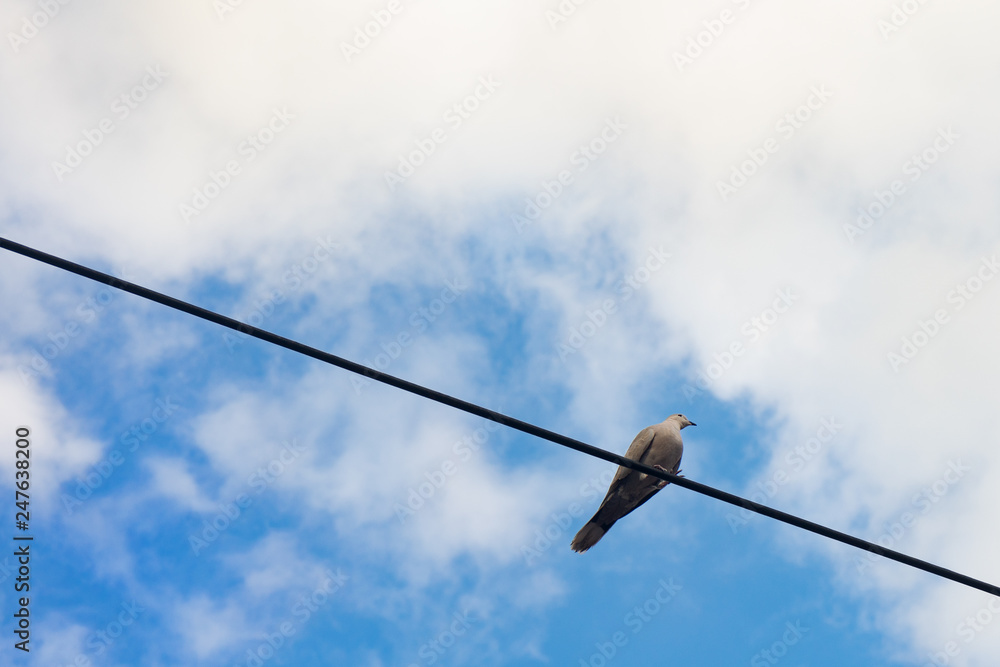 Dove on wire Dove on wire