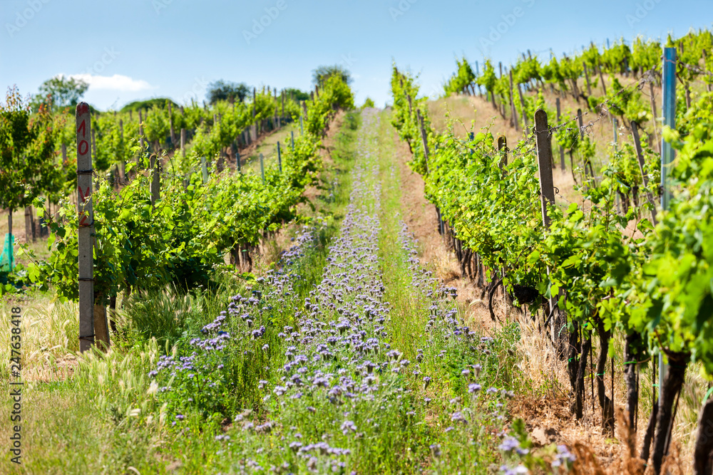 vineyards near Velke Bilovice, Czech Republic