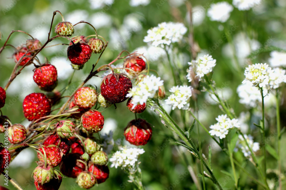 juicy berries of a strawberry field on a background of wild flowers juicy berries of a strawberry field on a background of wild flowers