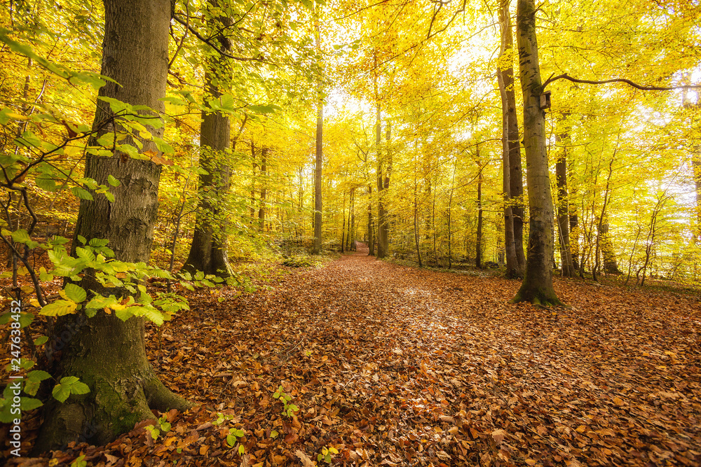 Fototapeta premium Herbstwald