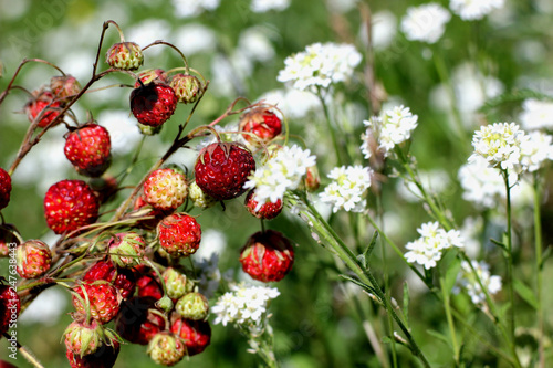 juicy berries of a strawberry field on a background of wild flowers