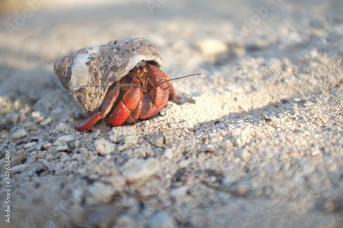 Island Crab