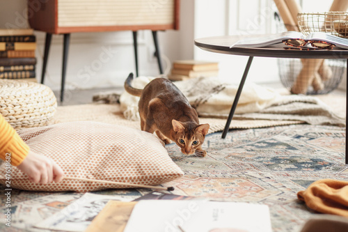 Obraz na płótnie Abyssinian cat hunts for a toy in the studio