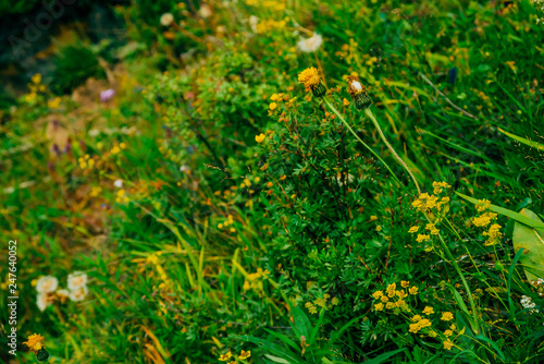 Dandelions among rich vegetation. Small beautiful yellow flowers among motley grasses close-up. Natural background with blowball in greenery. Highland flora. Amazing plants. Bupleurum aureum.