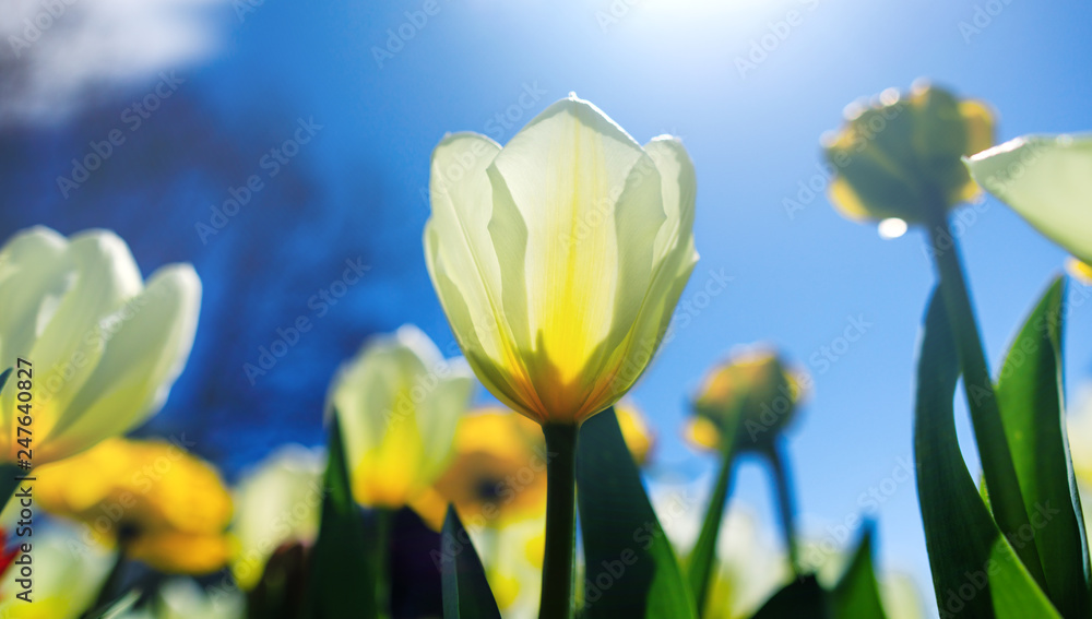 Easter background with white tulip in sunny meadow. Spring landscape with beautiful white tulips. Blooming flowers growing in field against a blue spring sky. Easter background with white tulip in sunny meadow. Spring landscape with beautiful white tulips. Blooming flowers growing in field against a blue spring sky.